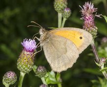 Maniola jurtina - Meadow Brown
